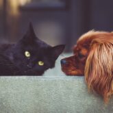 Fern-Energieübertragung für Tiere