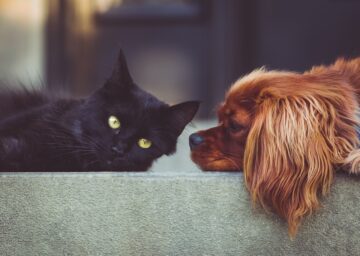 Fern-Energieübertragung für Tiere