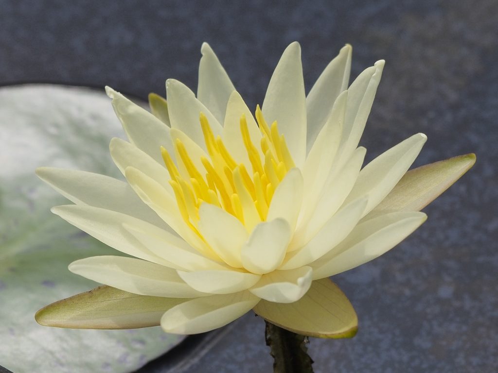 Reiki-Ganzkörper-Fernanwendung/Monat